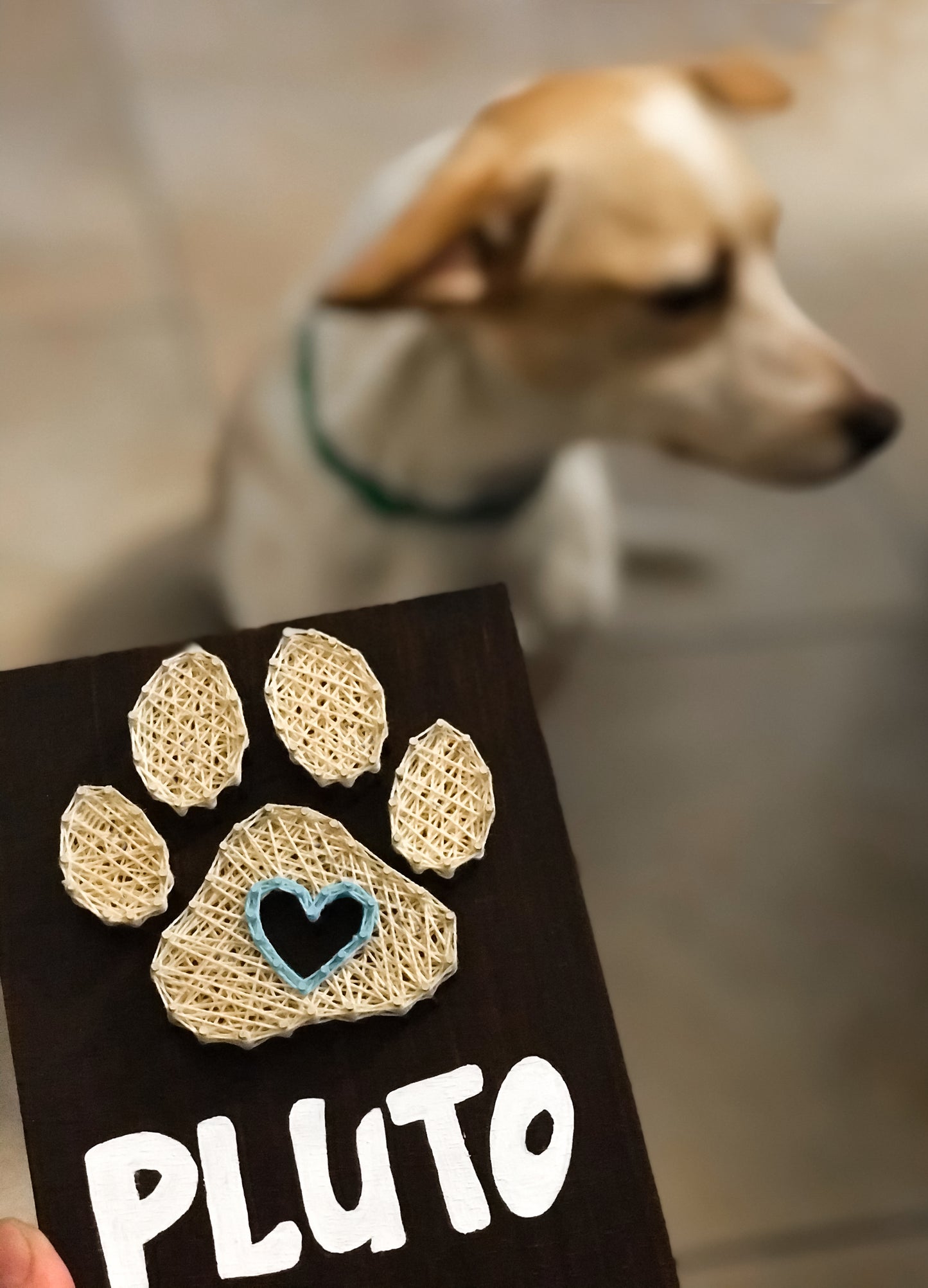 Dog leash hanger